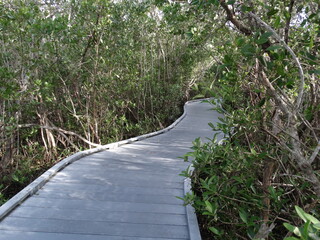 Wooden baordwalk through tropical Florida park with overhanging trees #4