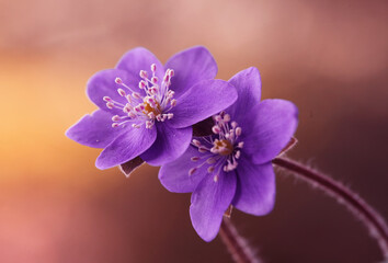 Przylaszczki - wiosenne kwiaty © mycatherina