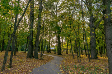 Naklejka premium path in forest