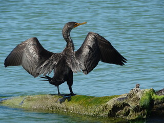 closeup of Florida double-breated cormorant bird drying on beach #2