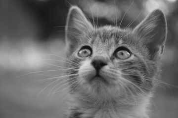 Lovely kitten looking up. Portrait of a cute cat. Black and white photo.