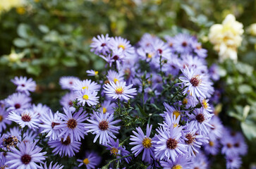 Floral background and natural pattern with violet aromatic aster (symphyotrichum oblongifolium) flowers blooming in the park. Cluster of purple aster flowers.Autumn beauty in the garden