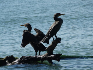 pair of Florida double-breated cormorant bird drying on beach #2