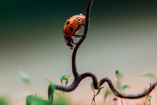 Ladybug on green moss with dandelion
