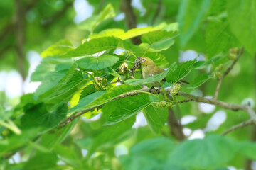 Japanese white-eye on branch with fresh green leaves