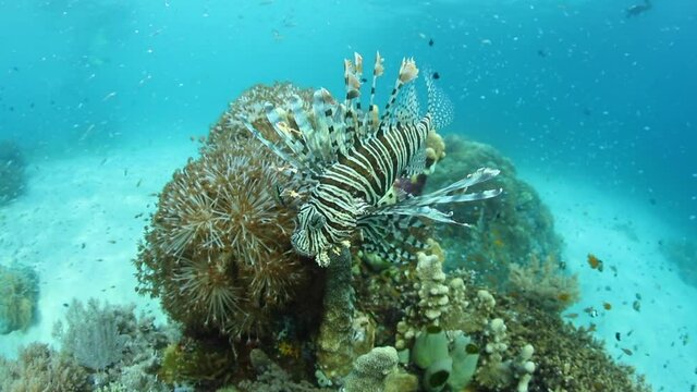 A large lionfish, Pterois volitans, hunts small cardinalfish hover over a coral bommie in Komodo National Park, Indonesia. Lionfish are voracious predators and are native to the Indo-Pacific region.