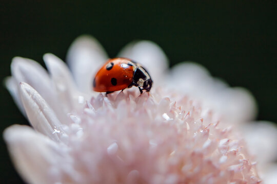 Ladybug on green moss with dandelion - Powered by Adobe