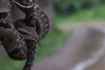 A tropical viper in a hook caught in an Atlantic forest mountain in the city of Paraty, Rio de Janeiro, Brazil