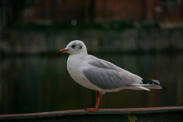 a seagull sits on the pole