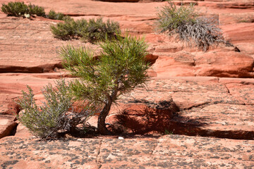 Tree in the rock