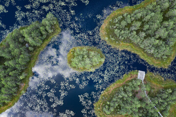 Island in the bog, golden marsh, lakes and nature environment. Sundown evening light in spring