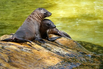Zwei Seehunde spielen am Strand