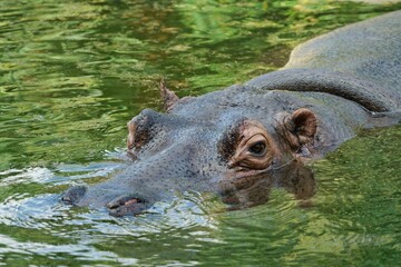 Nilpferd im Wasser - Flußpferd