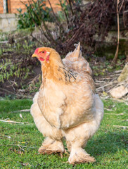 close-up of a brown brahma hen