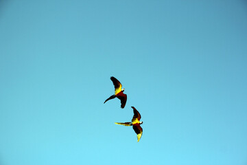 a couple of multicolored parrots flying on a background on a blue sky