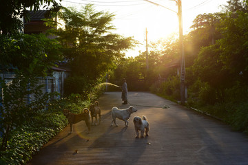 Cute dogs come to play at the garden near the house.