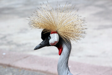 portrait in a profile on a brooding bird with tousled hair