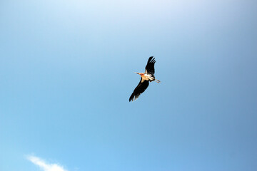 bird in flight against the blue sky
