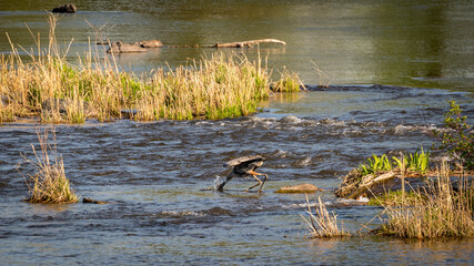 Canada Heron fishing a fish in a lake.