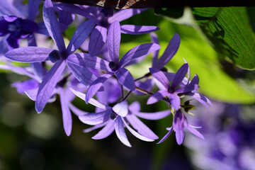 Violet small flowers in the garden