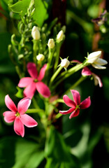 red small flowers in the garden
