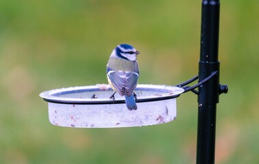 blue tit on feeder