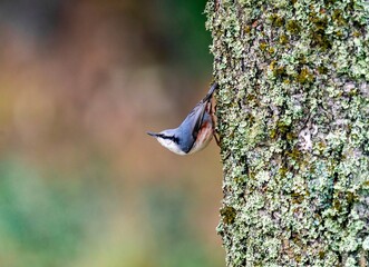 Nuthatch on tree 