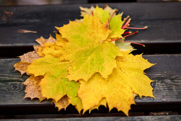 Yellow maple leaves on a bench