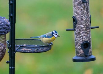 Bluetit