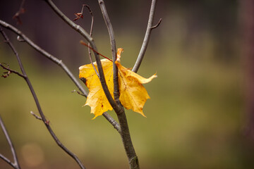 Yellow maple leaf stuck in a bare branch