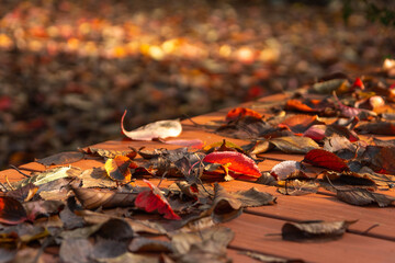 枯れ葉が落ちた公園のベンチ