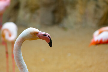 Fototapeta premium Pink Pelican is a very characteristic aquatic African bird