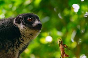 redhead lemur is an animal from the trees of the island of madagascar