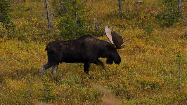 Large bull moose walking in a meadow