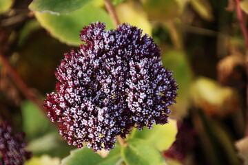 eingefrorene verblüte Dolde