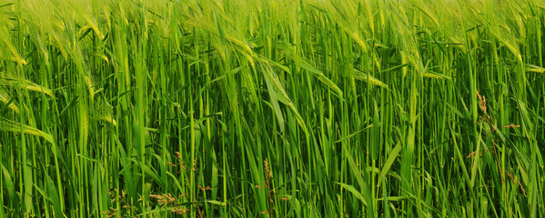 green oats field - close up