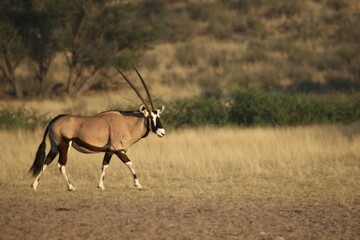 The gemsbok or gemsbuck (Oryx gazella) walking on the sand with sand in the background.