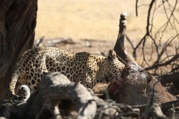 The African leopard (Panthera pardus pardus) after hunt with death wildebeest in dry sand in Kalahari desert. 