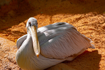 Pink Pelican is a very characteristic aquatic African bird