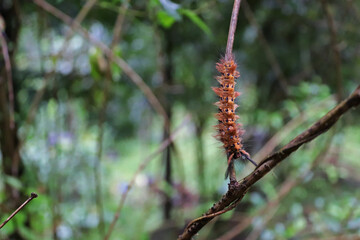 monsoon maggot