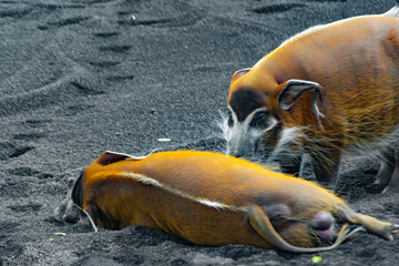 red potamoquero is a wild pig of african savanna