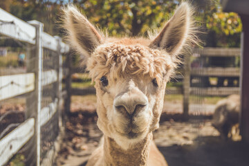 Fototapeta premium Light beige alpaca head shot in pen vintage setting