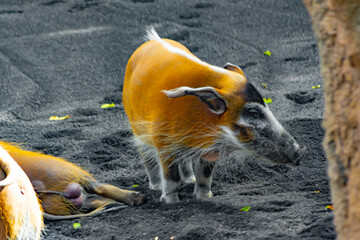 red potamoquero is a wild pig of african savanna