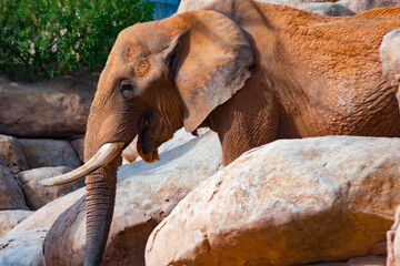 African elephant is one of the most intelligent animals on earth