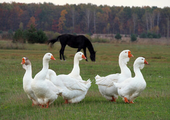 Farm herd of white geese on autumn meadow