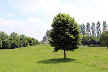 Un albero frondoso nel prato del parco