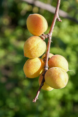 Ripe Siberian apricots on a branch. Shot in sunny weather on a blurry background of foliage.
