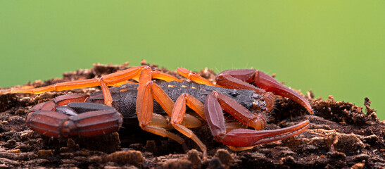 freshly moulted juvenile brown bark scorpion, Centruroides gracilis, on bark, side view, cropped for banner