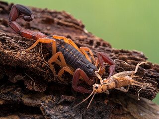 freshly moulted juvenile brown bark scorpion, Centruroides gracilis, eating a juvenile cricket, on bark, 3/4 view
