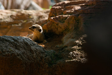 the meerkat is a kind of mongoose with social customs